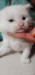 Traditional Persian cat